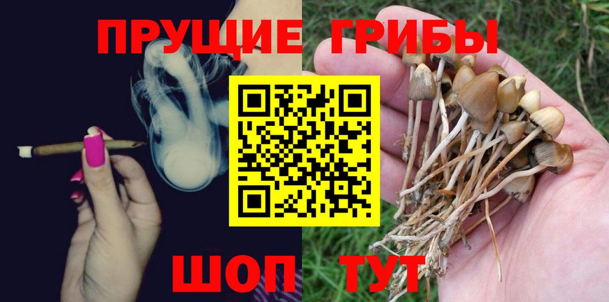 Галлюциногенные грибы Psilocybine cubensis Строитель